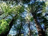 Situation trés fréquente de litige entre voisins, le présence. Arbres Remarquables Tous Nos Articles Sur Arbres Remarquables Arbre France Roquebrune Cap Martin Sequoias