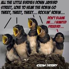 Free Bird Funny Song Lyrics Jay Bird Funny Memes