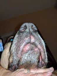 Swollen Lips Drooling Darkened Skin Around Folds On Mouth Petcoach
