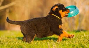 feeding a rottweiler puppy schedules quantities and more