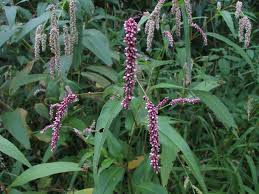 Image result for Persicaria decipiens