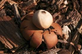 Image result for Geastrum triplex