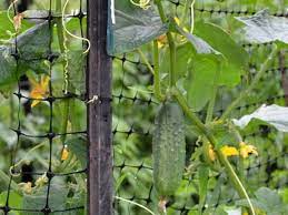 We did not find results for: Plastic Trellis An Inexpensive Option Of Trellis Netting