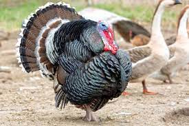 It may support various aspects of health, including muscle growth and maintenance, due to its. Light Versus Dark The Story Behind The Color Of Turkey Meat Dlife