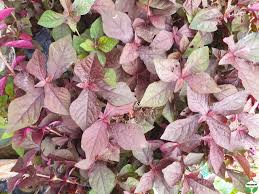 Image result for Cyathula