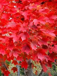 Below you can view more maple leaf close ups. Shades Of Red What Is A Red Maple Tree Maple Leaves Forever
