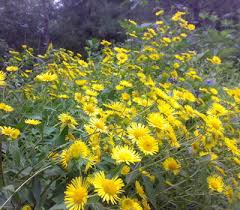Image result for Chrysanthellum