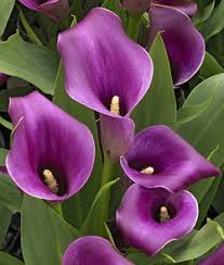 However, if you want to save your bulbs for next spring, you may dig them up before the first frost and store them over winter before replanting them next spring. Calla Lily Bulb Beautiful Purple Calla Lilies
