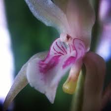 Image result for Oeceoclades maculata × quadriloba