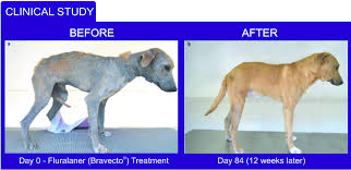 Contains aloe vera and lanolin. Tick Flea Prevention For Dogs Bravecto Fl