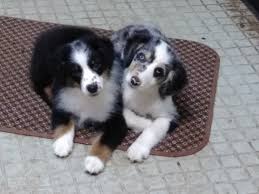 Maybe you would like to learn more about one of these? Miniature Australian Shepherd Puppies For Sale West Linn Or 249489