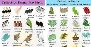 Animal Group Names 250 Collective Nouns For Animals 7 E S L In 2020 Collective Nouns Animal Groups Animal Collective