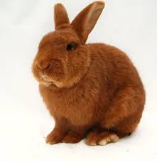 British rabbit council & pet plan (1999)the rabbit list.(for a free copy, send an a5 sae to the rabbit list, pet plan ltd, computer house, great west road brentford, middlesex tw8 9dx, uk.) New Zealand Red Rabbit Care Sheet Here Bunny