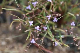 Image result for Murdannia semiteres