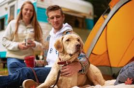 If this does not work, you may mix the hwf in a small amount of beef or chicken broth, tuna water or a. Causes Of Heartworms In Dogs Prevention The Symptoms Petco