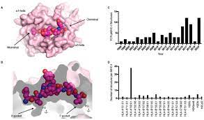 Ijms Free Full Text Tcr Recognition Of Peptide Mhc I Rule Makers And Breakers Html