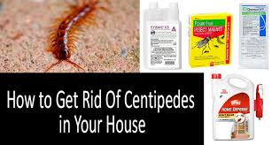 Provided to youtube by cdbabycentipedes in the basement · nigel grinsteadunplucked℗ 2019 nigel grinsteadreleased on: A 5 Easy Steps Guide To Getting Rid Of House Centipedes In 2021