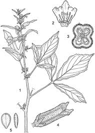 Image result for Sesamum calycinum