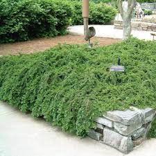 Bugle rampante panachee ou burgundy glow ajuga reptans fleurs. Epingle Sur Plantes Et Arbres