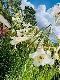 Image result for Lilium formosanum