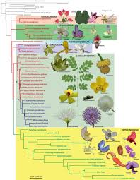 Image result for Fabaceae subfamily Papilionoideae