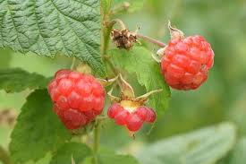 Wann sollte man himbeeren schneiden? Himbeeren Richtig Schneiden So Gelingt Eine Uppige Ernte Botanik Guide