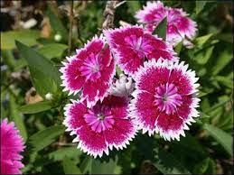 Dianthus Dianthus Flowers Flowers Plants