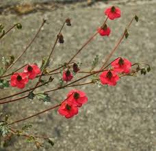 Image result for Hermannia kirkii