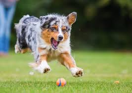A Complete Guide To The Border Collie Australian Shepherd