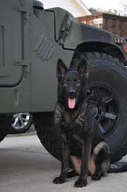 Once you are happy that a german shepherd puppy is the right choice for your family, you need to learn a few things. Black Sable Gsd Germanshepherd Germanshepherdpuppies German Shepherd Puppies Military Working Dogs German Shepherd Dogs