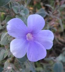 Image result for Barleria mackenii
