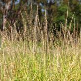 Image result for Sporobolus natalensis