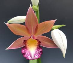 Image result for Polyceratocarpus