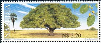 Image result for Berchemia discolor