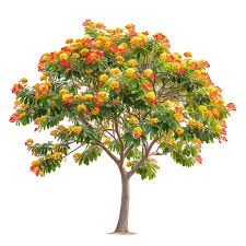 Image result for Caesalpinia ferrea