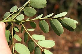 Image result for Caesalpinia cassioides