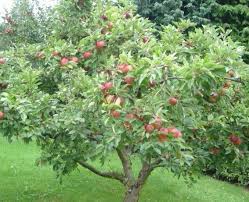 The cutting method is the more traditional way of cloning fruit trees which involves taking a cutting of new growth, dipping it in root growth hormone, and placing it in a growing medium until it roots. Improve Tu 25 Replace Cloned Trees With Fruit Trees The Collegian