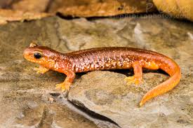 Image result for Alafia caudata