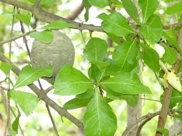 Image result for Gardenia ternifolia