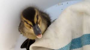 Pet ducks baby ducks cute baby animals animals and pets funny animals duck pictures animal pictures beautiful. Wild Duck Baby Youtube