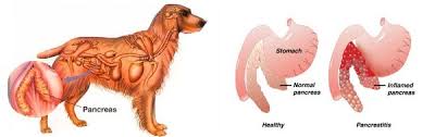 Stomach cancer symptoms can be easy to miss. Pancreatitis In Dogs Signs Symtoms And Treatment Gordon Vet