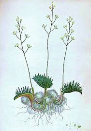 Image result for Eriospermum andongense