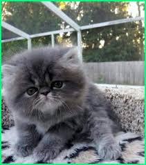 Nama Kucing Persia Betina Warna Abu Abu 81021 Nama Untuk Kucing Comel Lucu Dan Unik