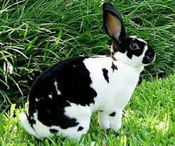 Black And White Spotted Rabbit Breeds Black And White Mini Rex Mini Rex Rabbit Pet Rabbit Rabbit