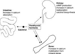 Image result for Parathyroid Hormone