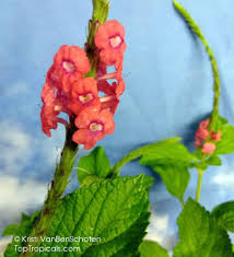 Image result for Stachytarpheta