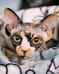 Sphynx cat - Wikipedia
