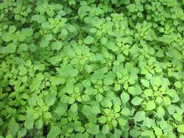 Maybe you would like to learn more about one of these? Health Benefits Of Some Important Herbal Juices Dr S Revathi S Blog