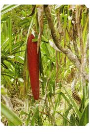 Apakah bendera australia merupakan persemakmuran? Flora Dan Fauna Di Benua Australia Memiliki Banyak Keunikan Hal Ini Disebabkan