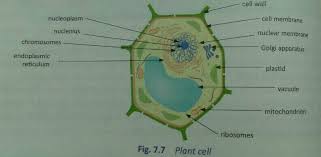 (b) the organelle that has its own dna. Draw A Neat Diagram Of Plant Cell And Lable Any Three Parts Which Diffrentiate It From Animal Cell Science The Fundamental Unit Of Life 14800787 Meritnation Com
